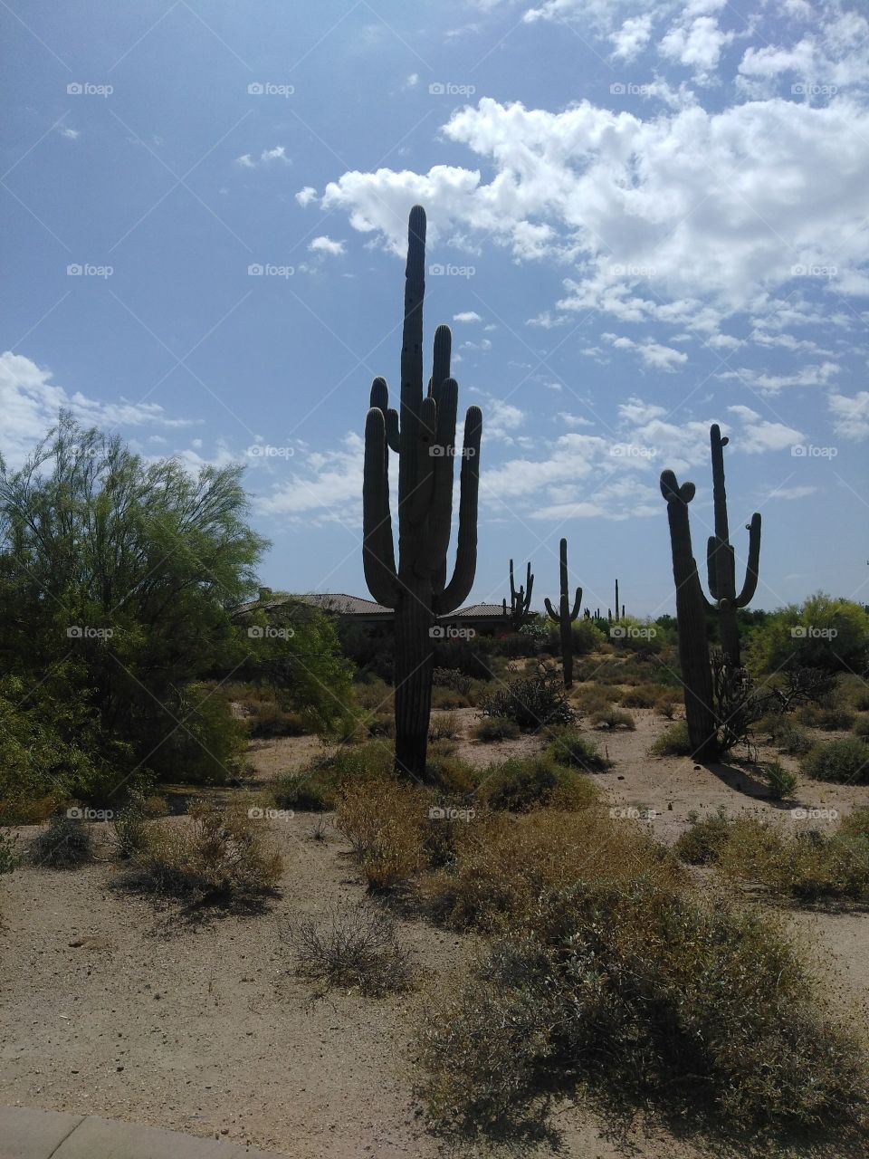 Gaint cactus Arizona