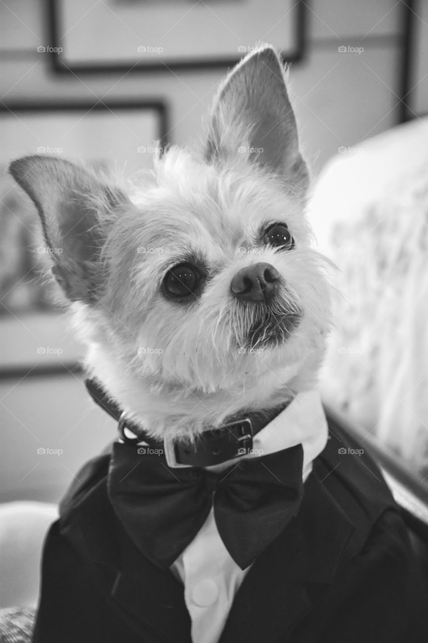 Gomez the great 🙌🏼 He was a fine flower boy/dog!