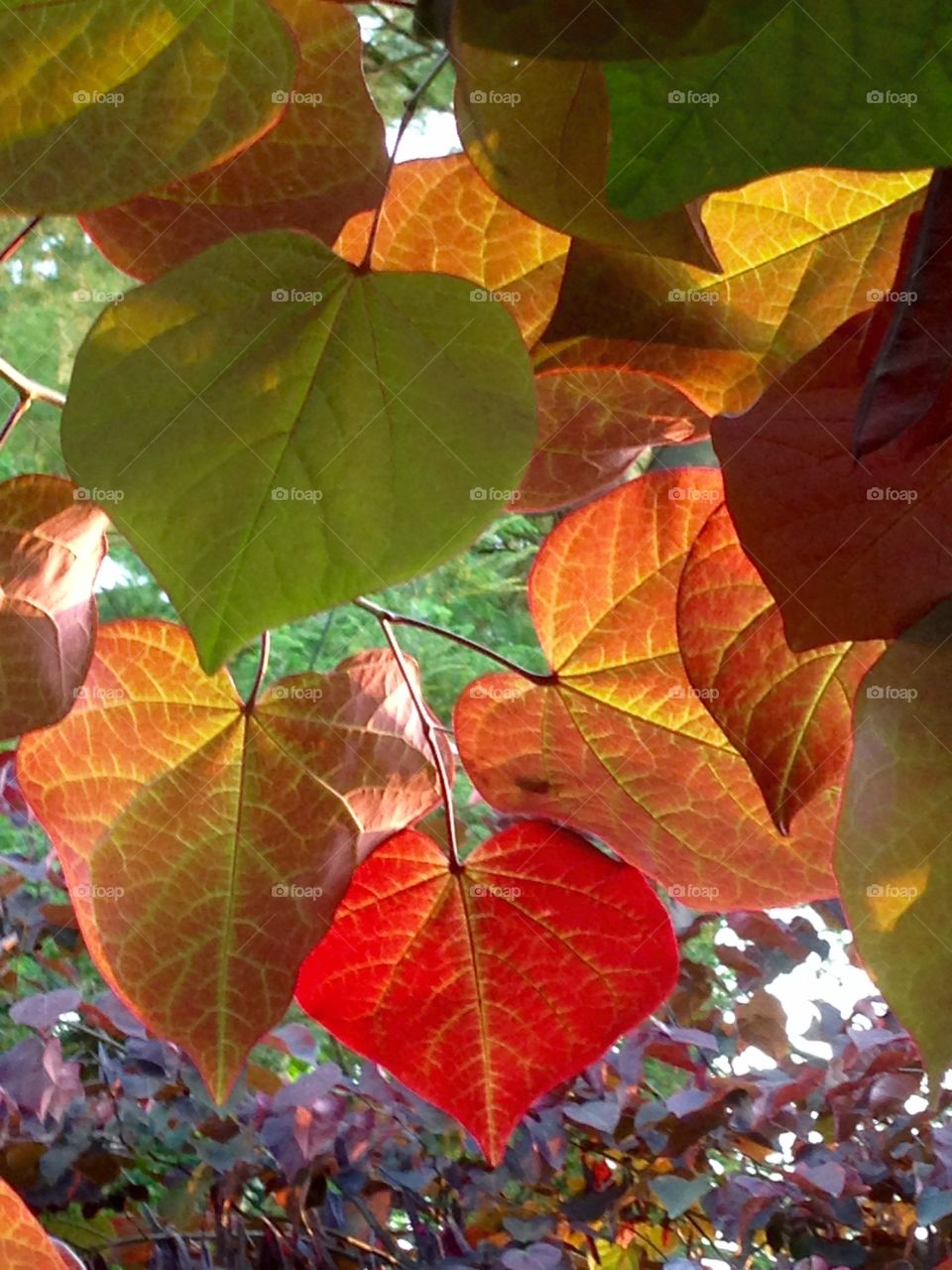 Leaves of Many Colors . Same tree, same branch