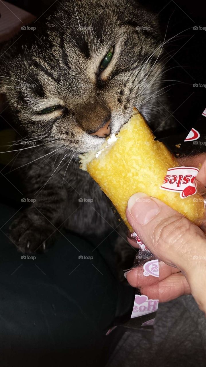 Twinkie cat