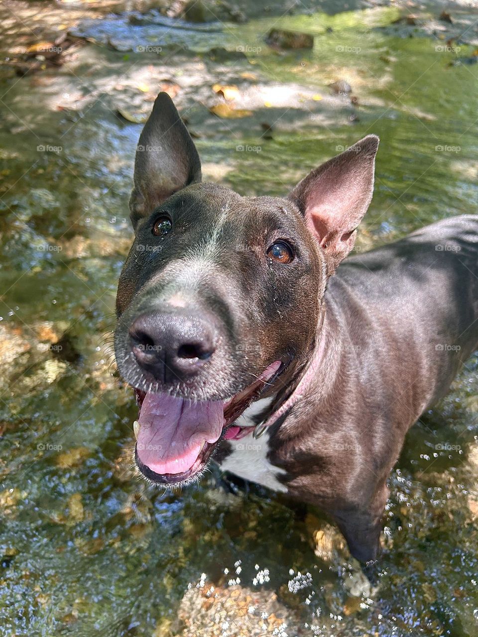 Bull terrier 