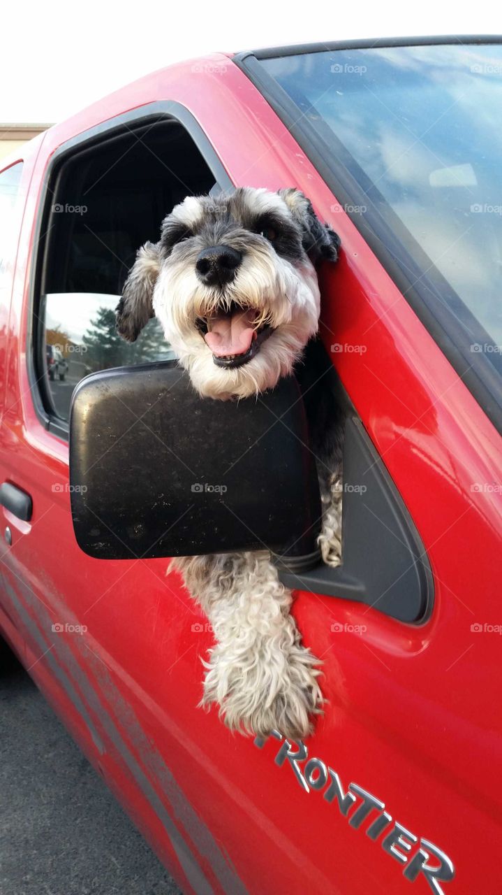 happy Miniature Schnauzeris so excited to see his people he tried to climb out the window, big fuzzy ball of love