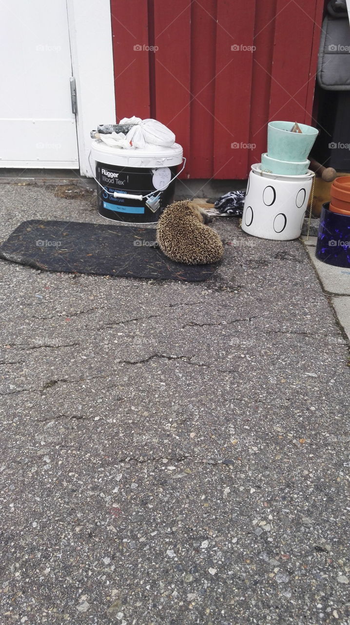 Hedgehog on doormat