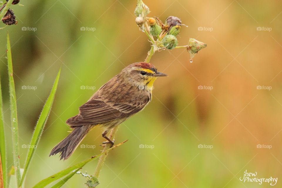 Palm Warbler