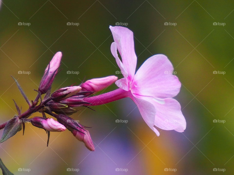Flower on a autumnal background