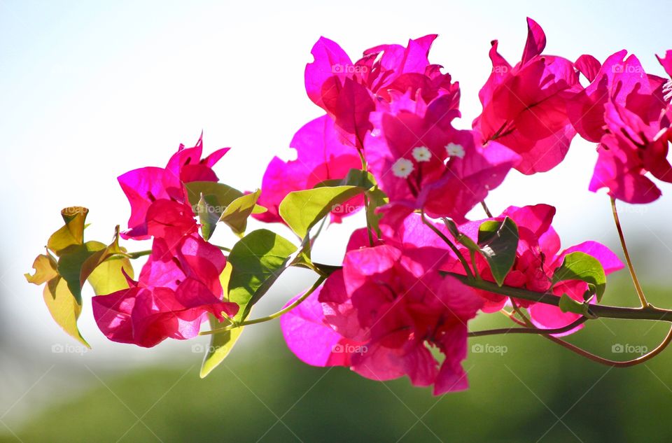 Azalea bush found along nature walk in Half Moon Cay, Bahamas