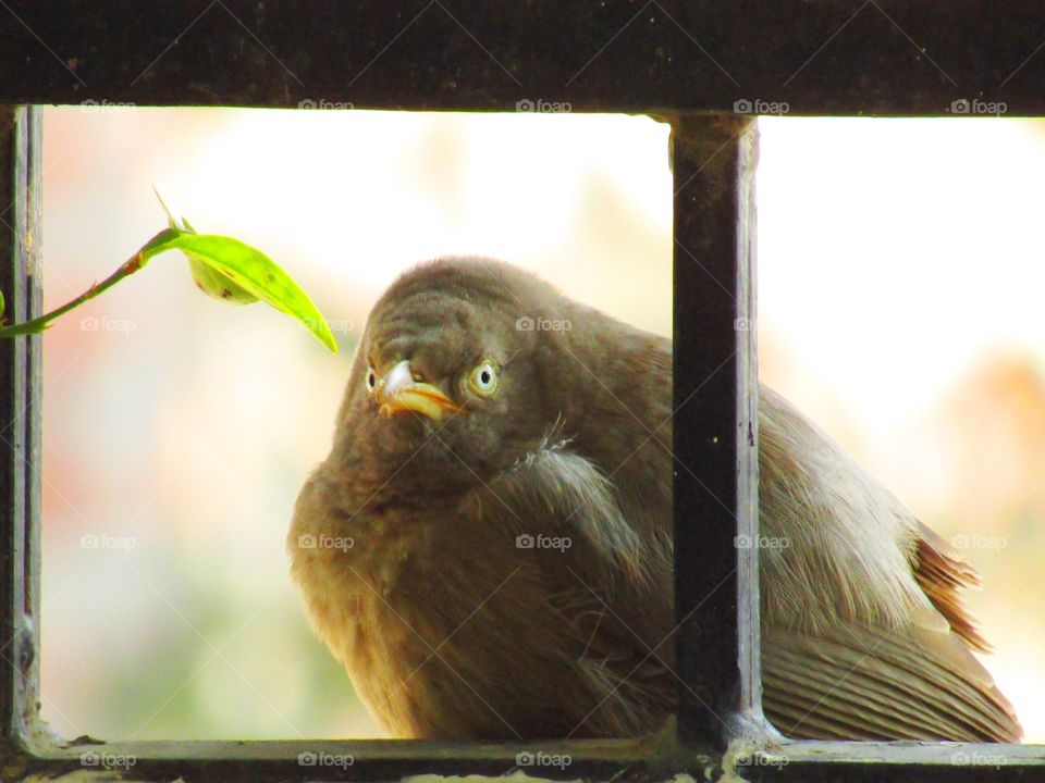 Jungle babbler bird or (Turdoides striata) or beautiful seven sisters or angry bird