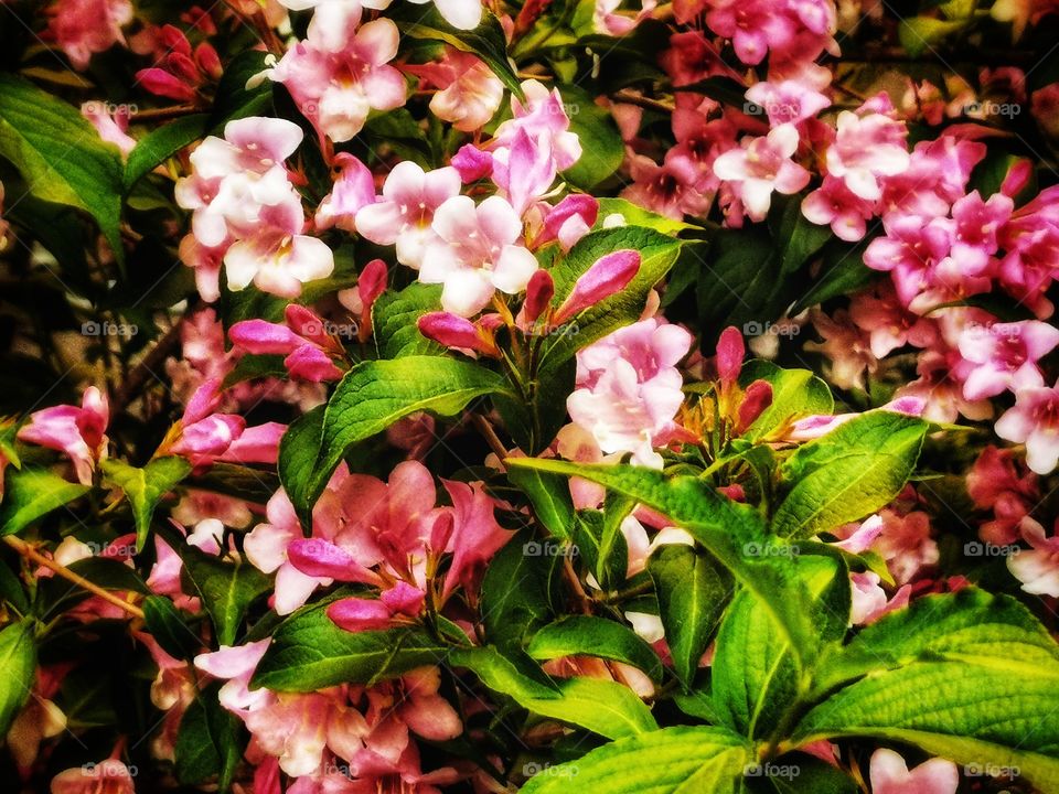 Color day outdoor nature greens wild street