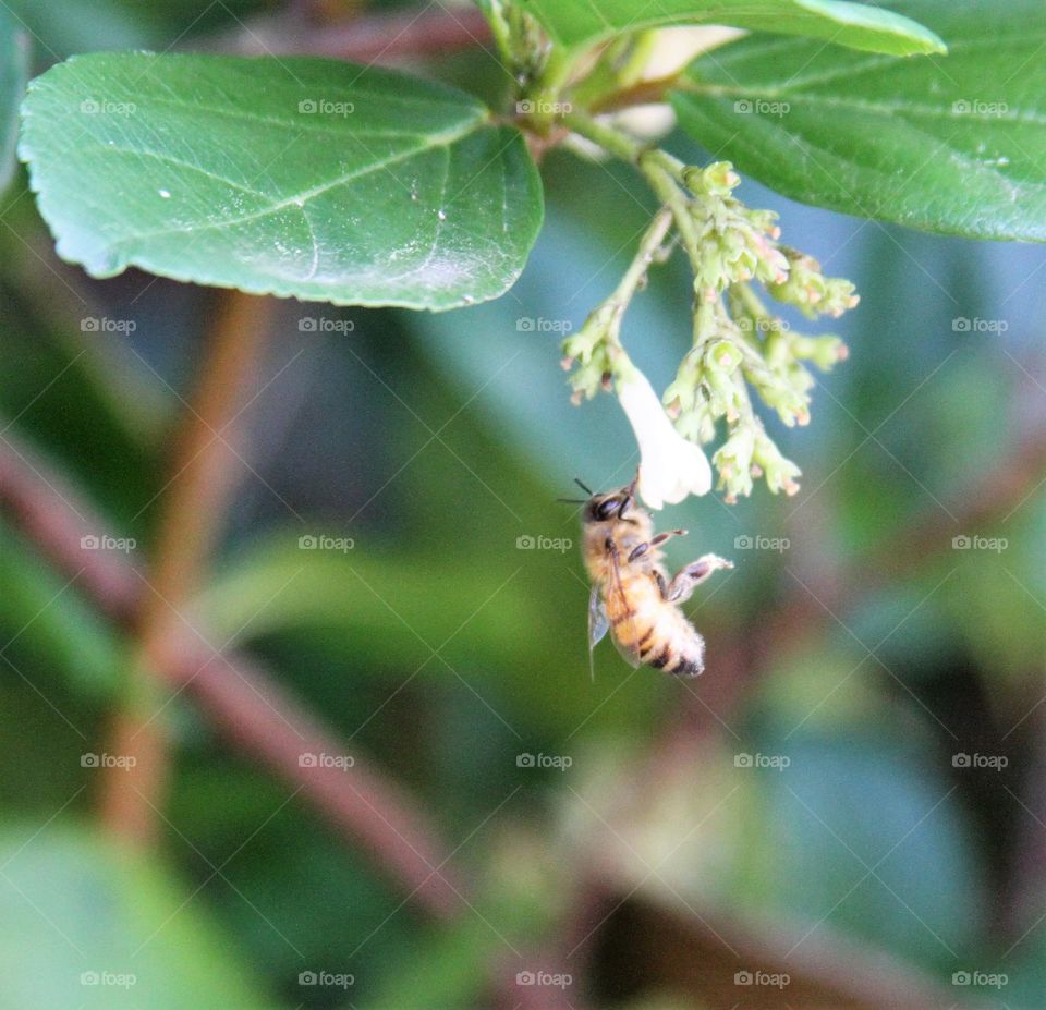 bee in midair.