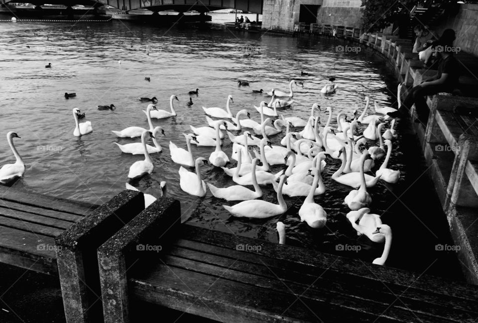 Beautiful swans 