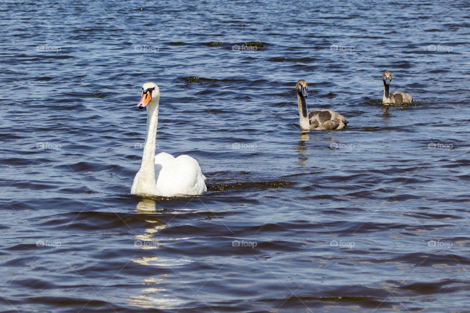 swan family