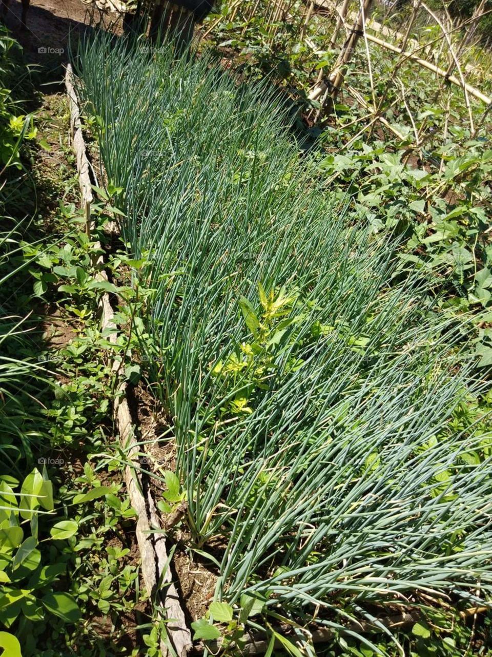 backyard gardening