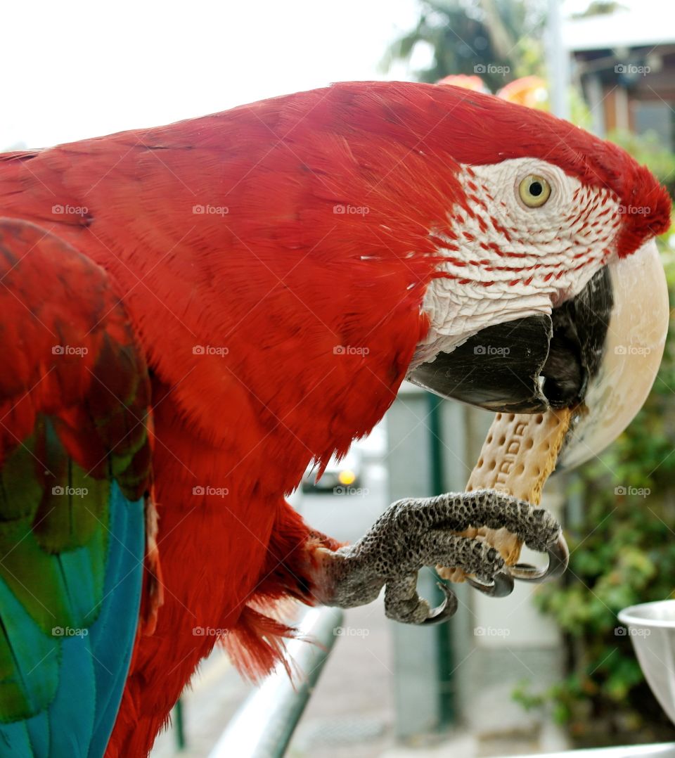 View of parrot eating