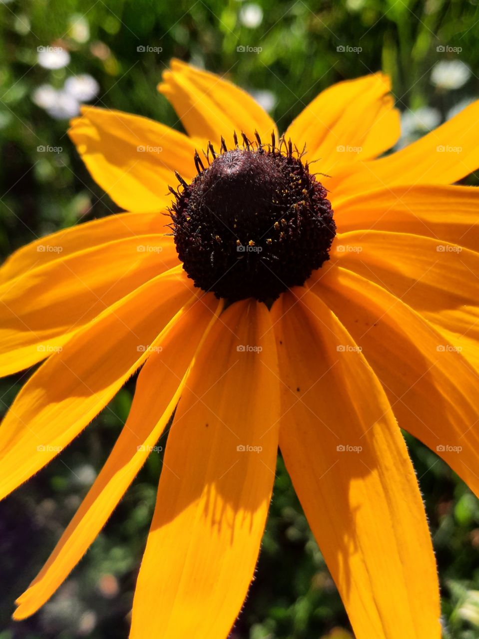 yellow flower of rudbekia in sunshine