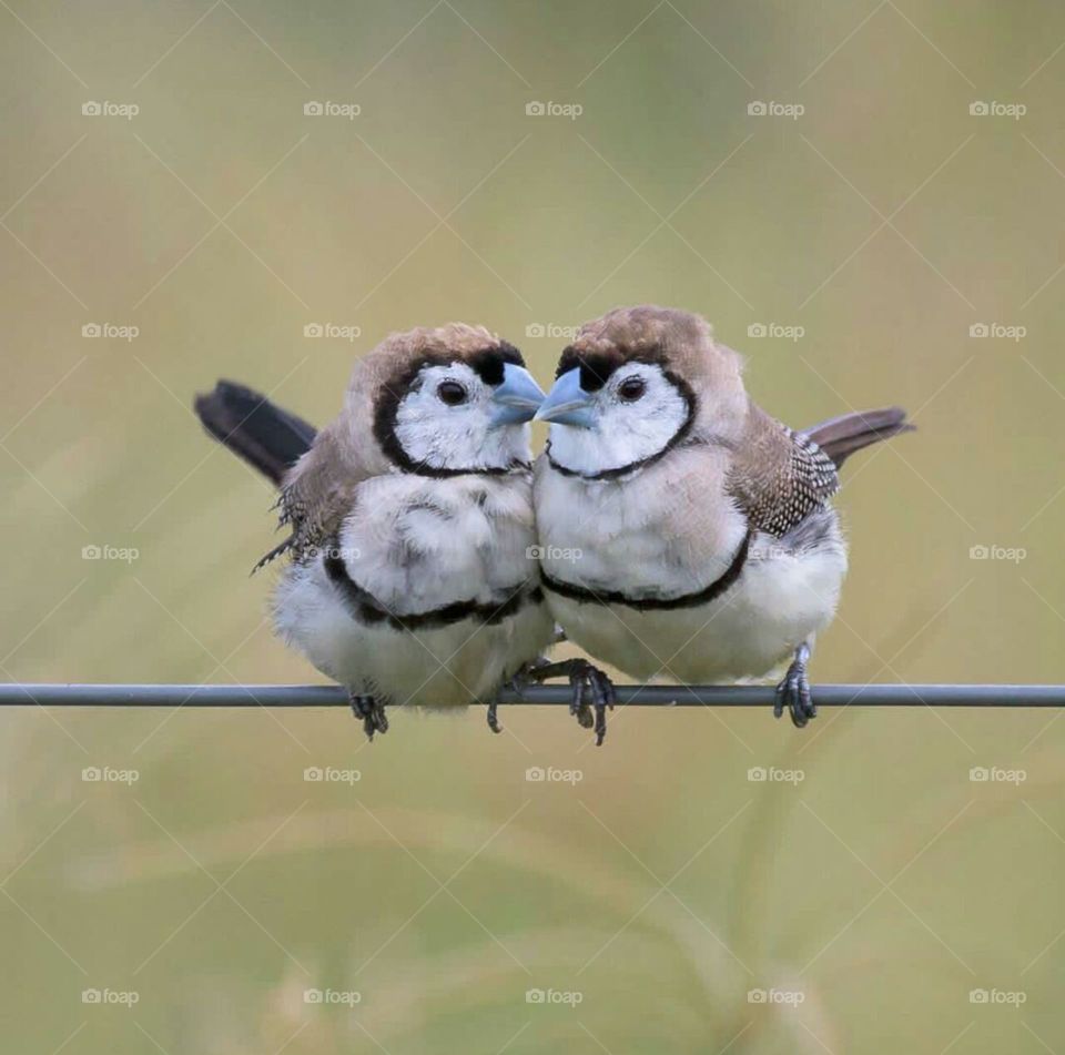 🦉🦉