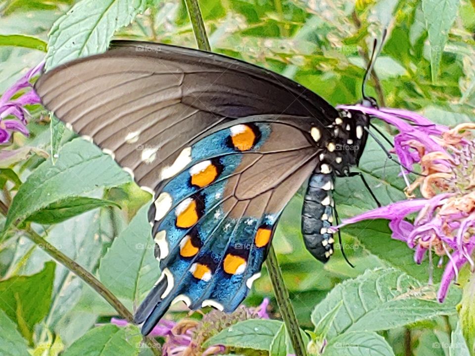 Swallowtail Butterfly