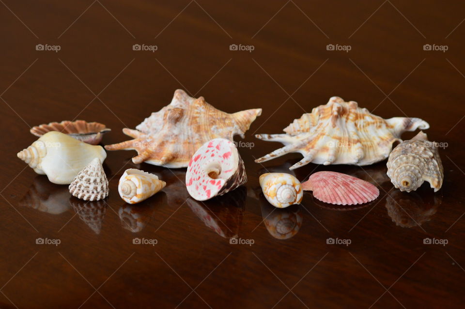 sea shell