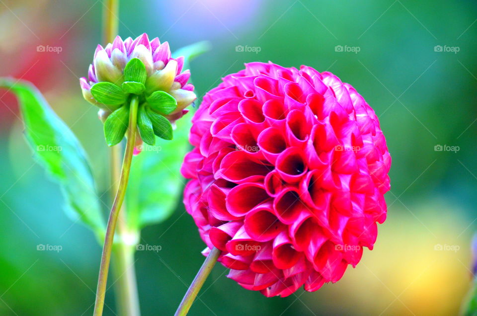 Dahlias