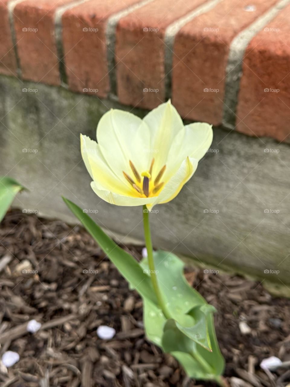 Urban Nature Plants