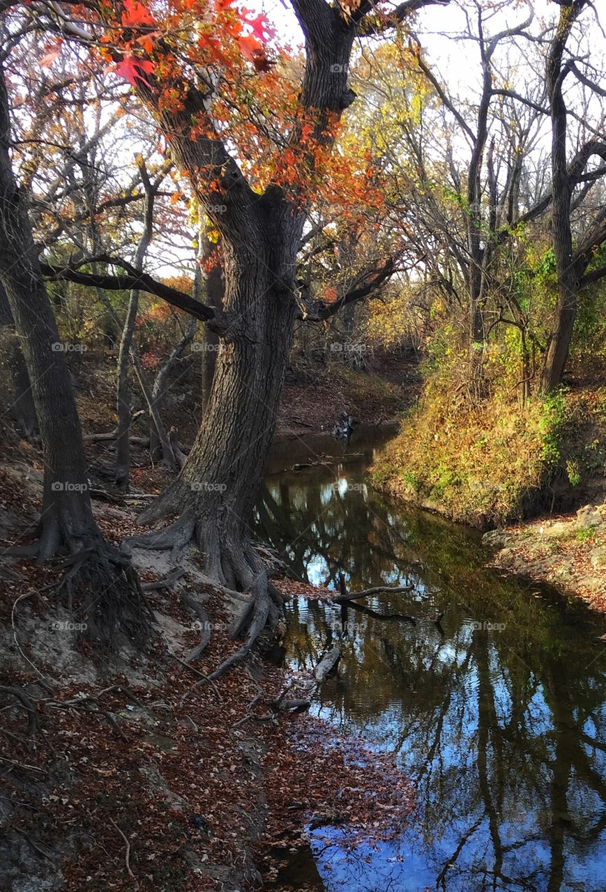 Autumn stream