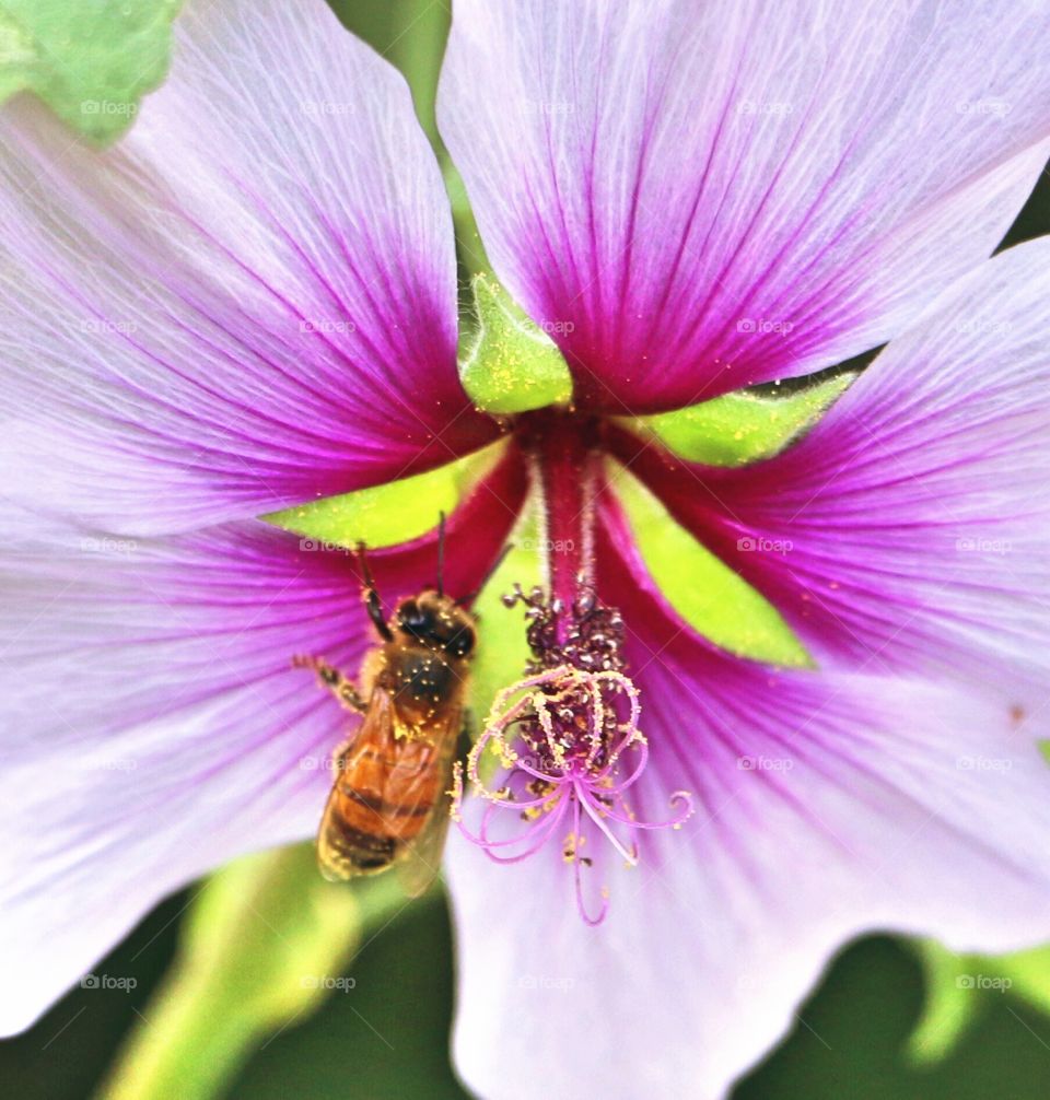 Bee pollinating flower