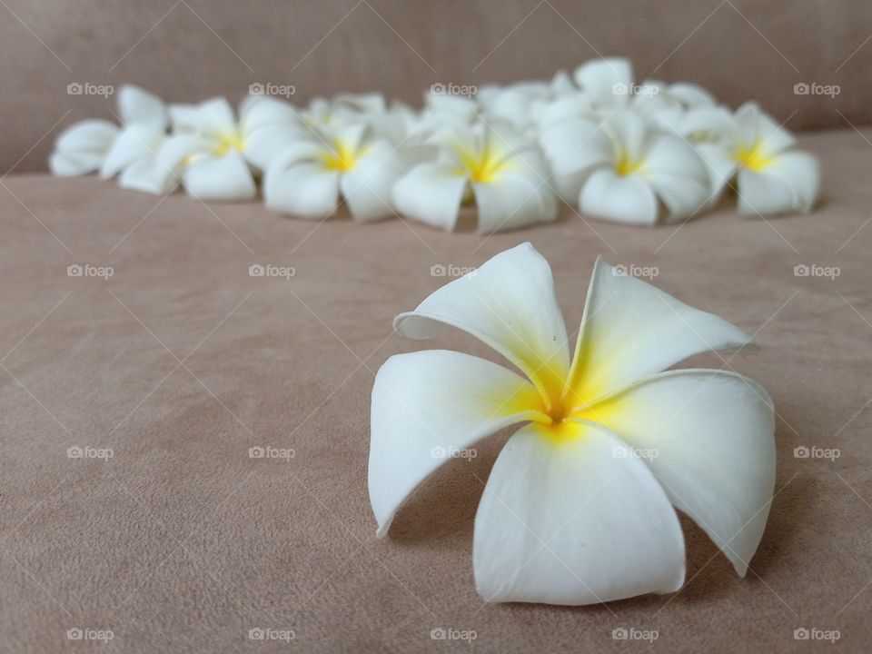 Beautiful Plumeria Flowers