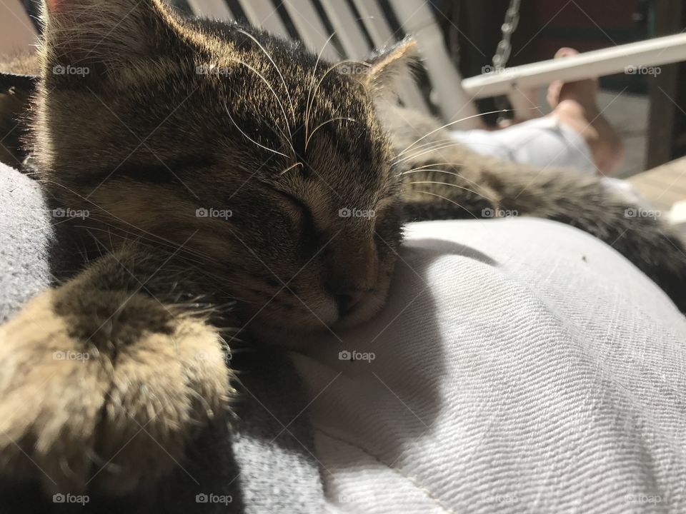 Sunny cat naps 