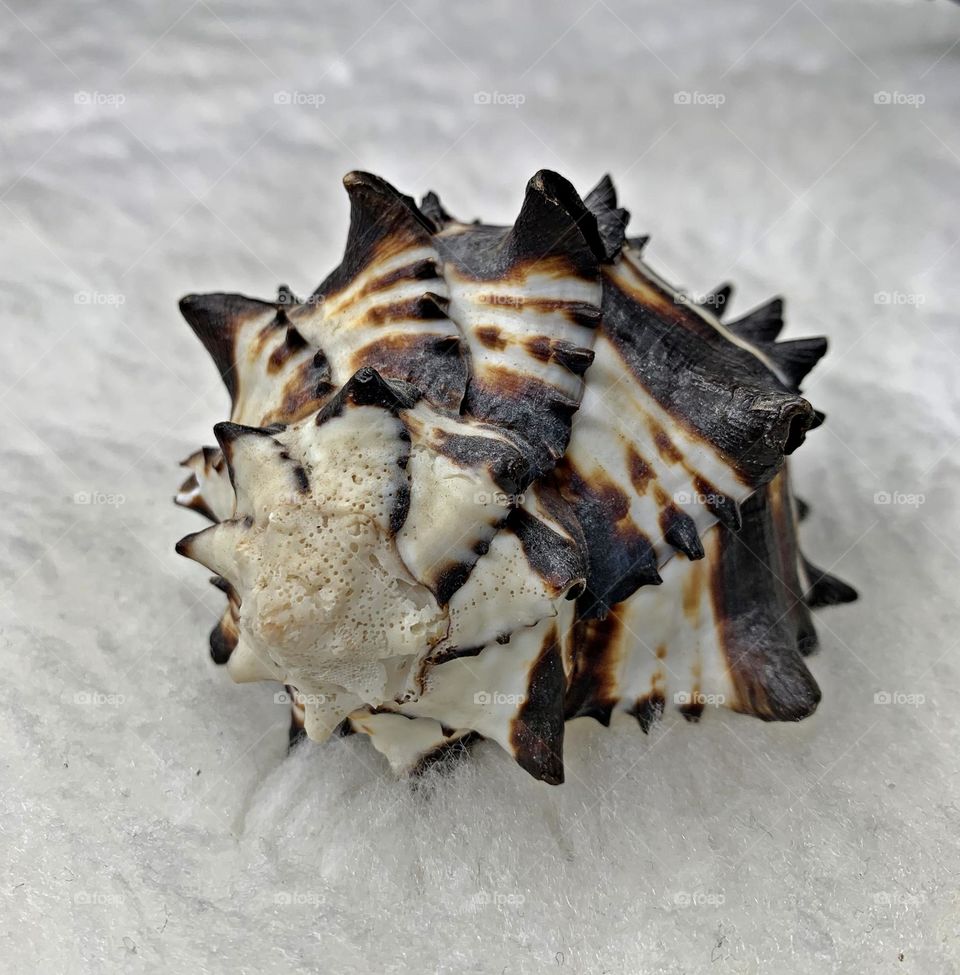 Conch Shell - A conch is a sea snail in the phylum Mollusca. A conch shell has superior strength and is used as musical instrument or decoration Conch meat is harvested and consumed by people in Caribbean countries.