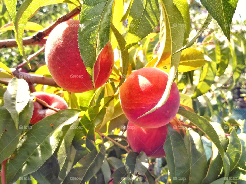 Fresh peach tree.

Peaches growing on a tree