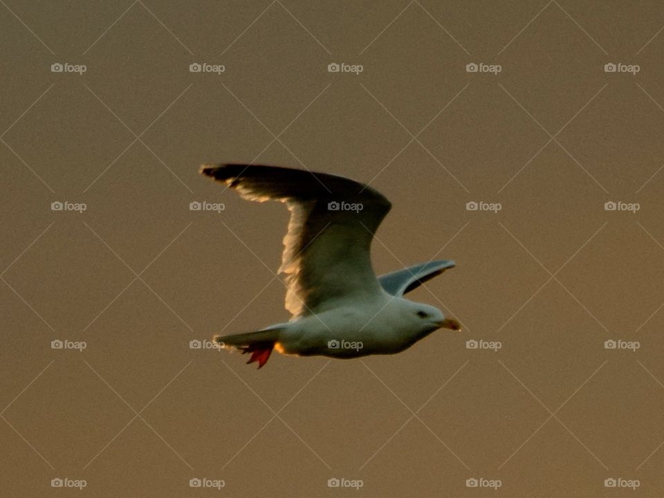 Bird, Wildlife, No Person, Flight, Seagulls