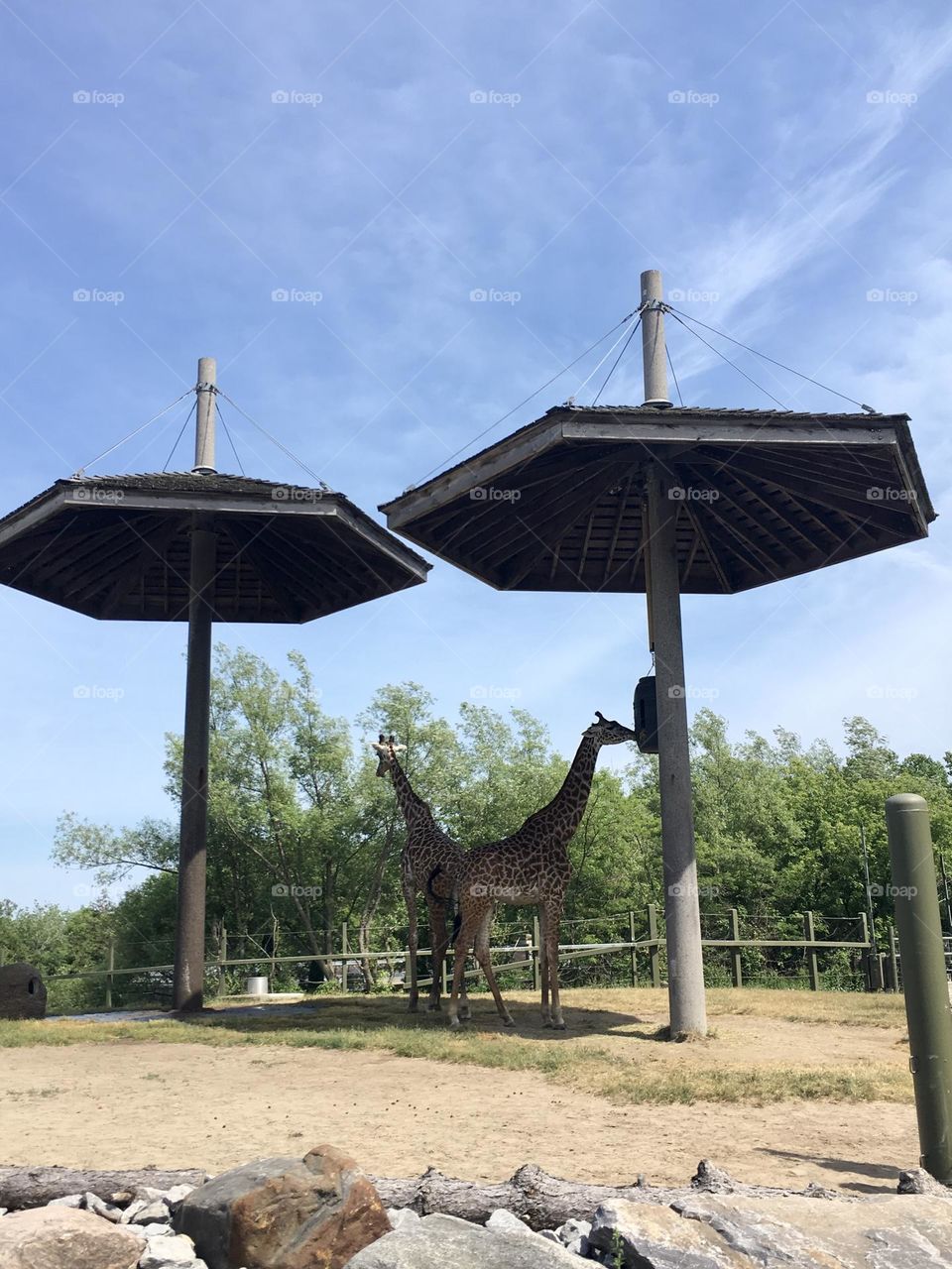 Giraffe - The Toronto Zoo