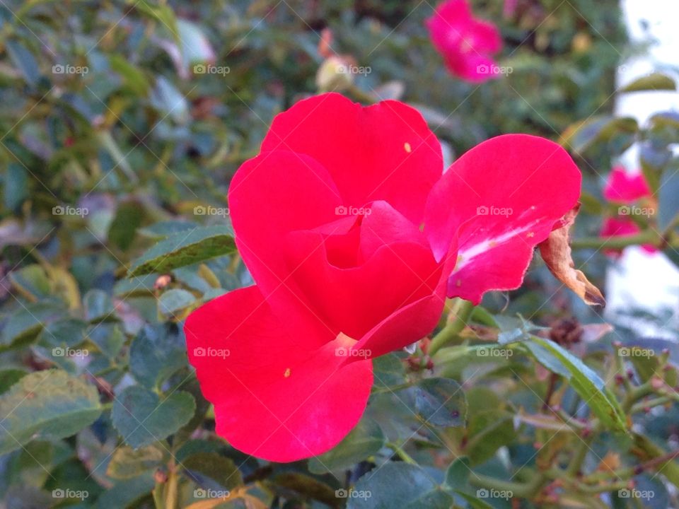 Rose 