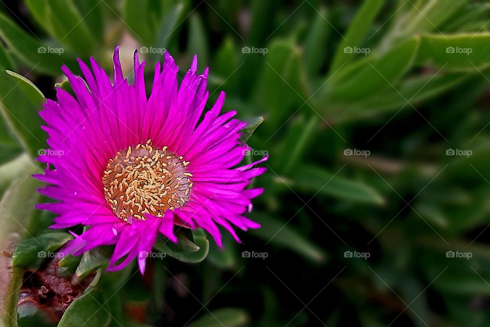 beautiful flower 🌼