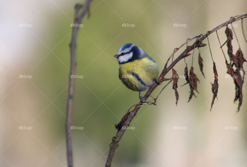 Bluetit bird