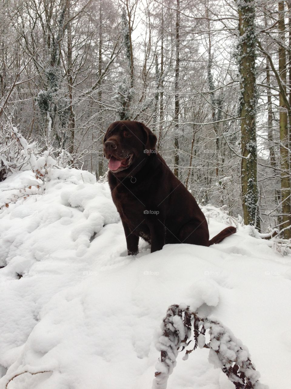 Chocolate labrador in the snow