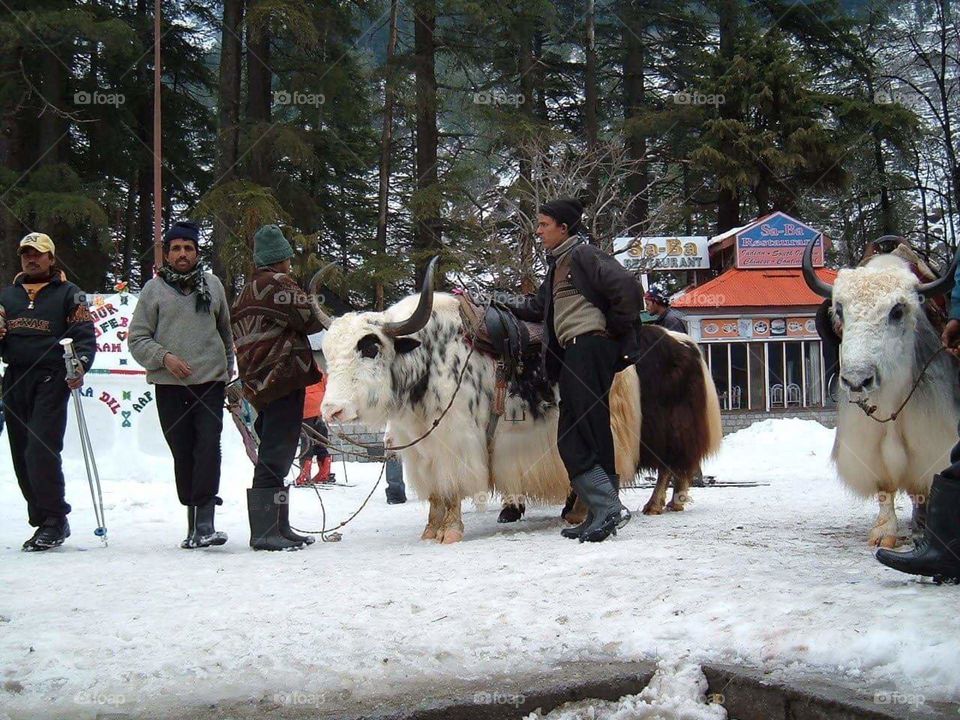 The Manali area is covered with snow.... and having Yak for finding in that area who are unknown to this area.. having so may place to see and visit here. A tourist place....