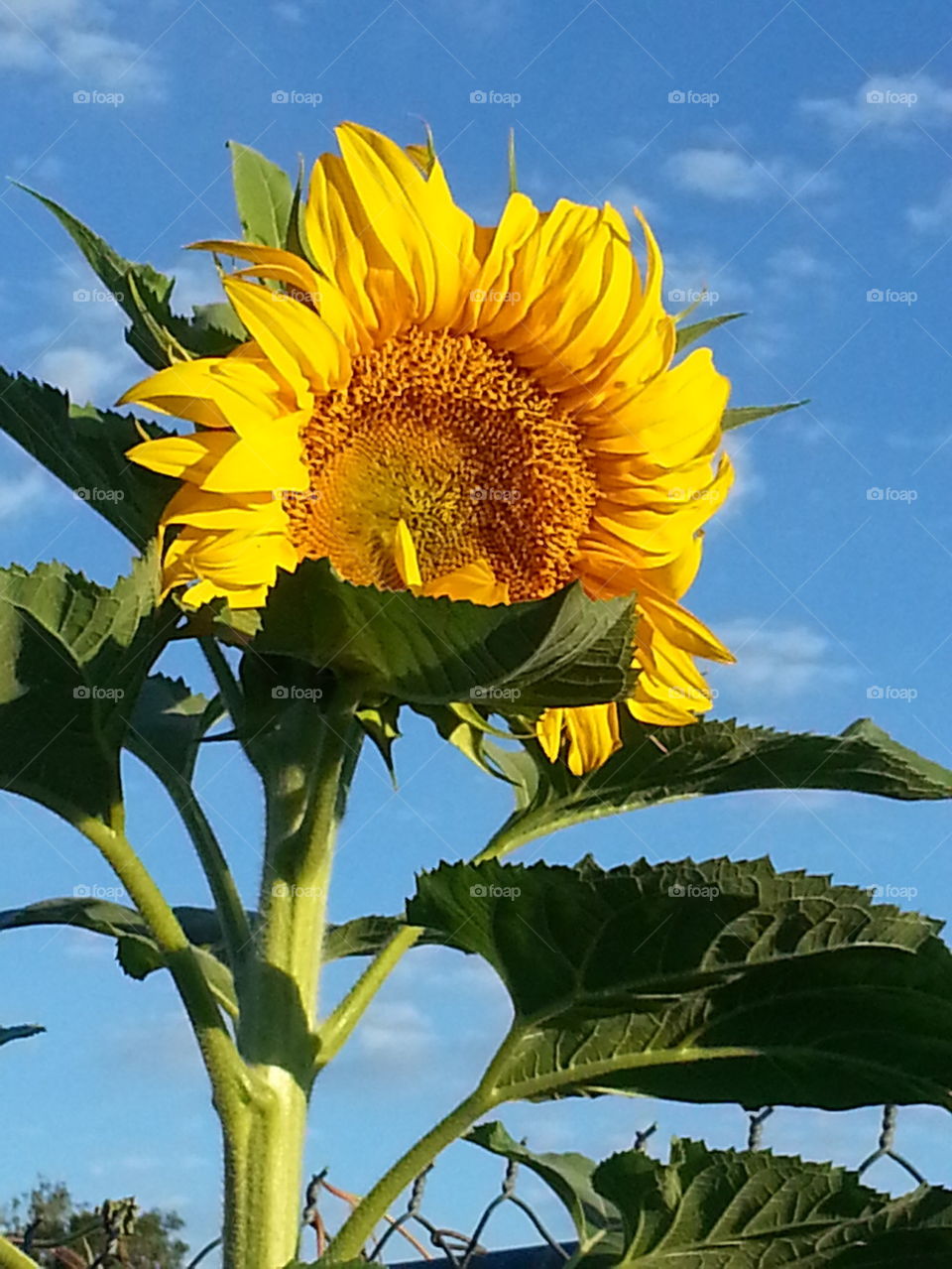 sunflower