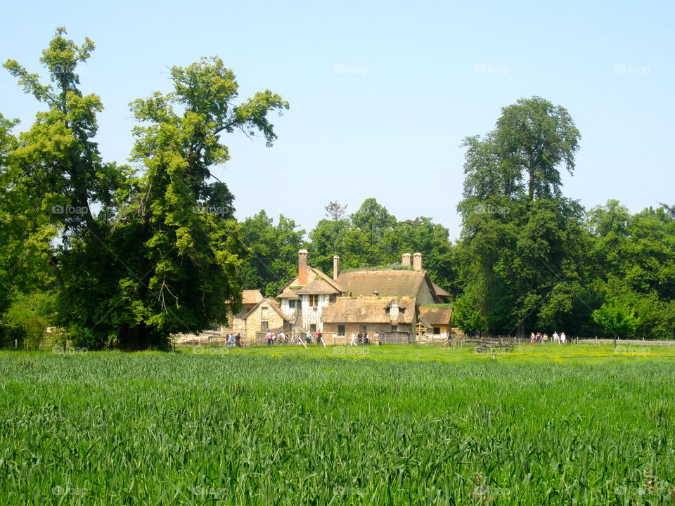 Summer, Rural, Agriculture, Landscape, Countryside