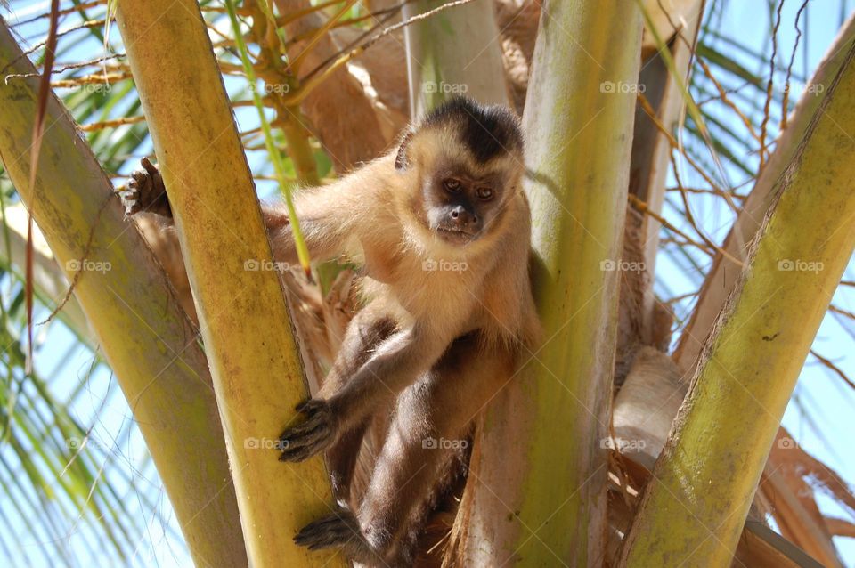 Monkey on palm tree 