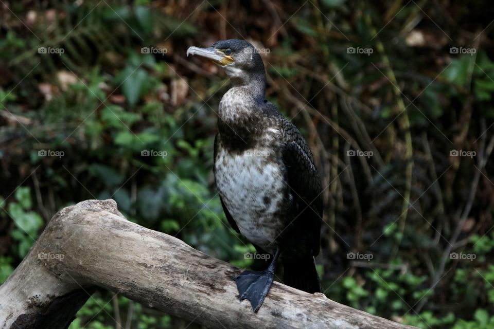Cormorant 