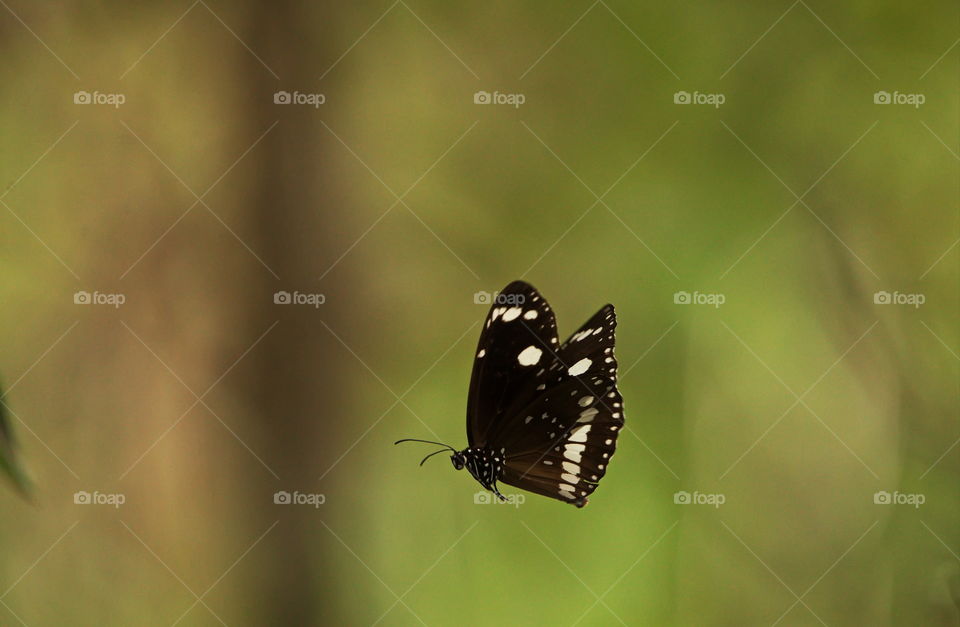 Common crow butterfly