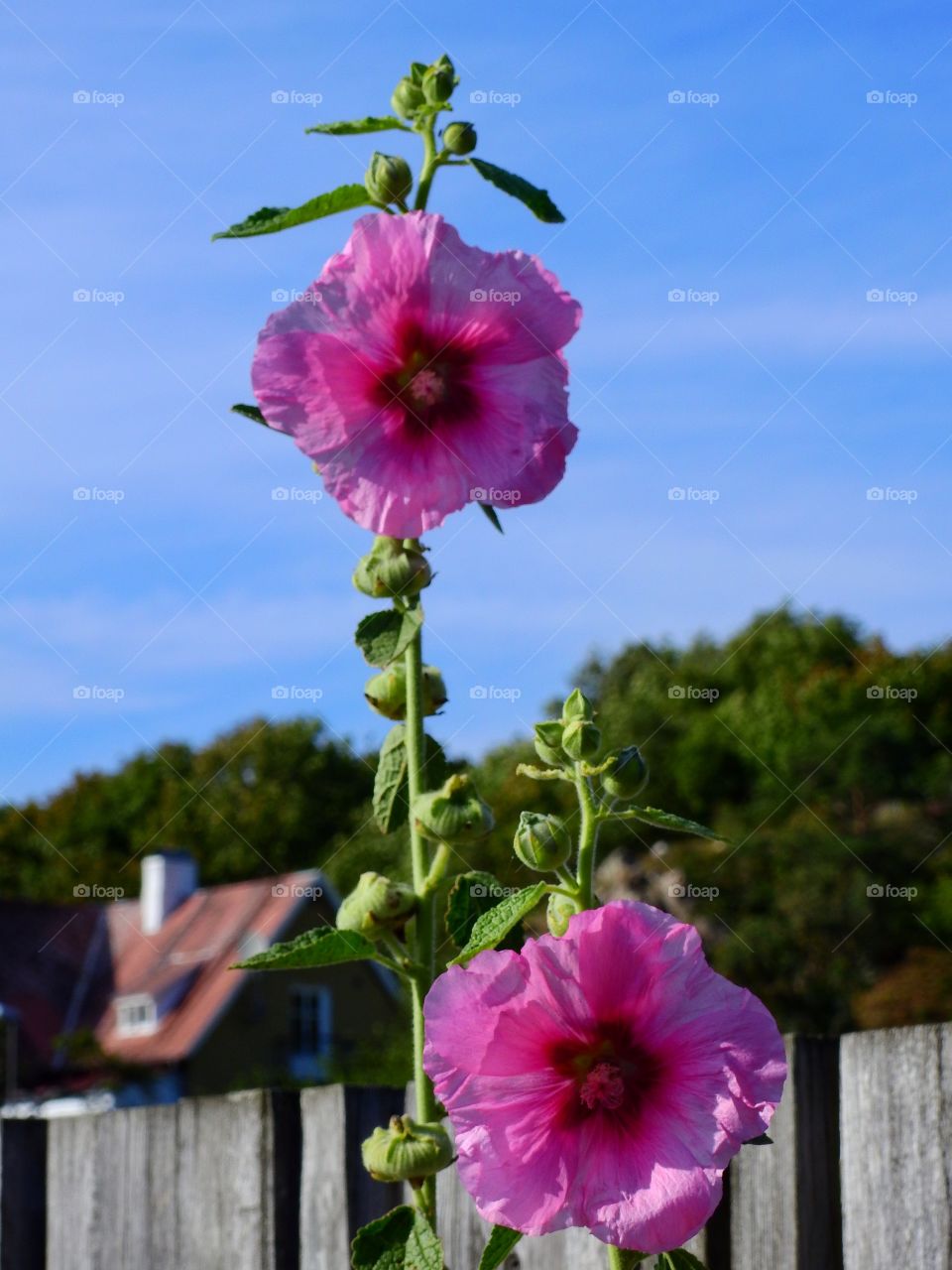 Close-up of pink flowers