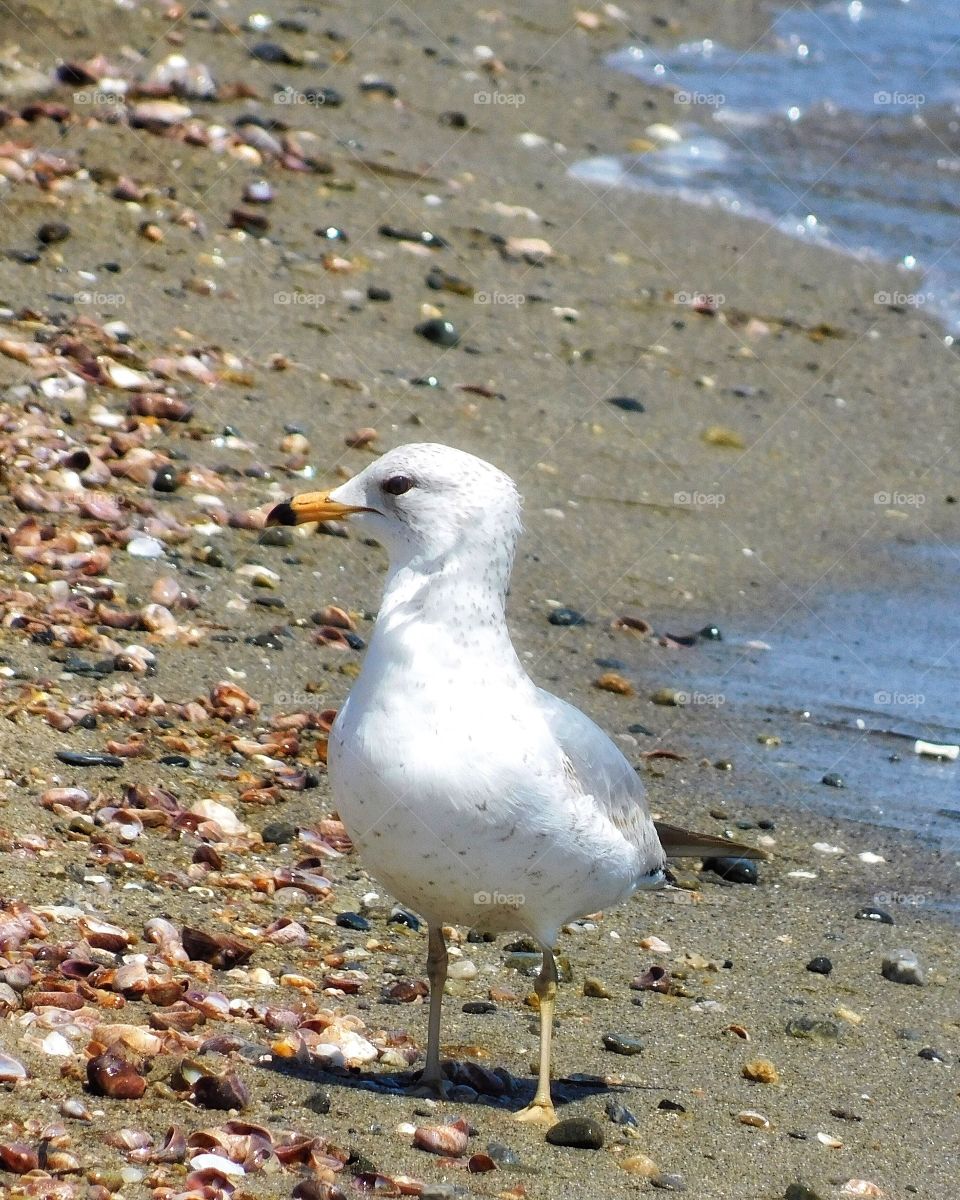 Seagull at the beach