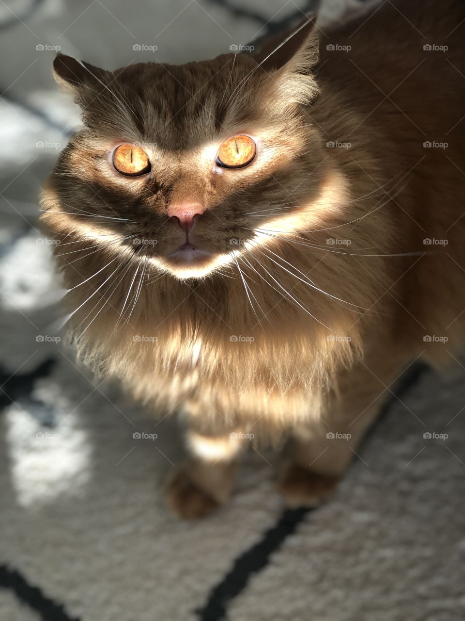Orange cat, with orange eyes,  with light from window across face.