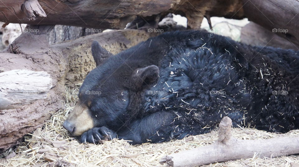 Black sleepy bear