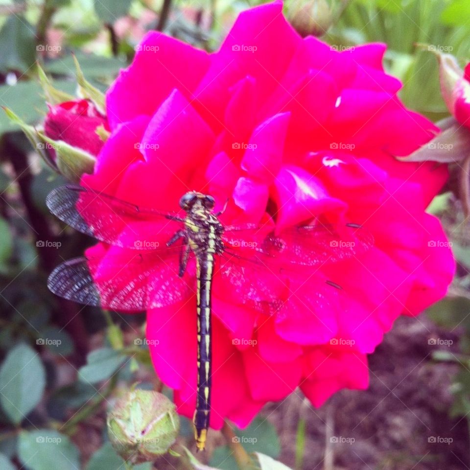 garden flower rose dragonfly by serenitykennedy