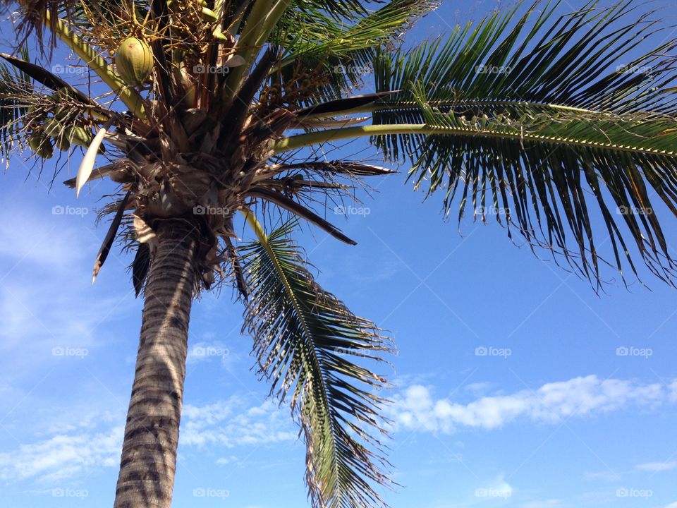 Akumal Mexico palm tree 