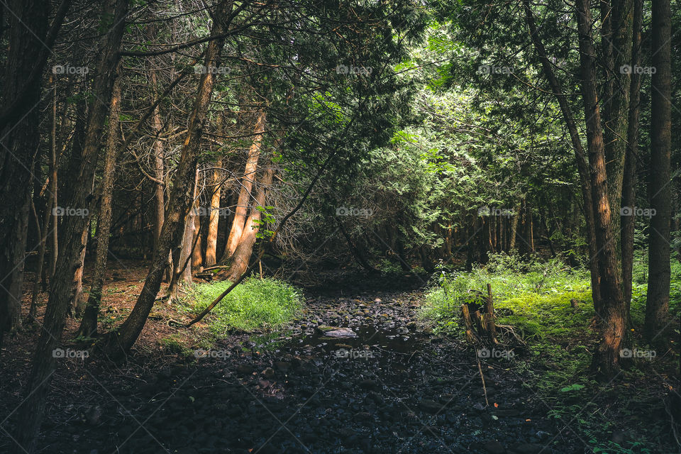 Nature and light at its finest