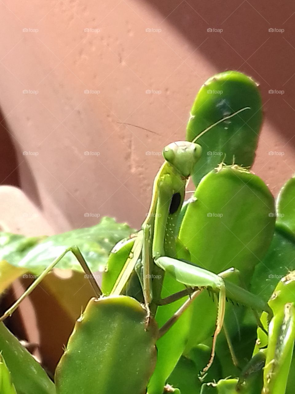 praying mantis...she's holding for a picture!
