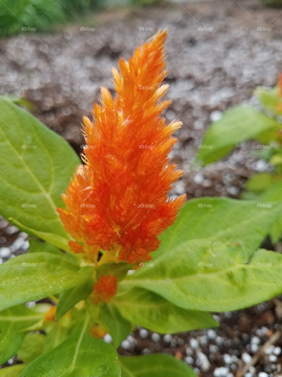 Celosia